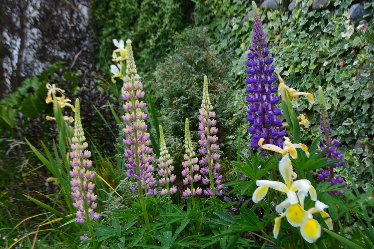 Bed and Breakfast Colores Del Puerto Puerto Montt Exterior foto